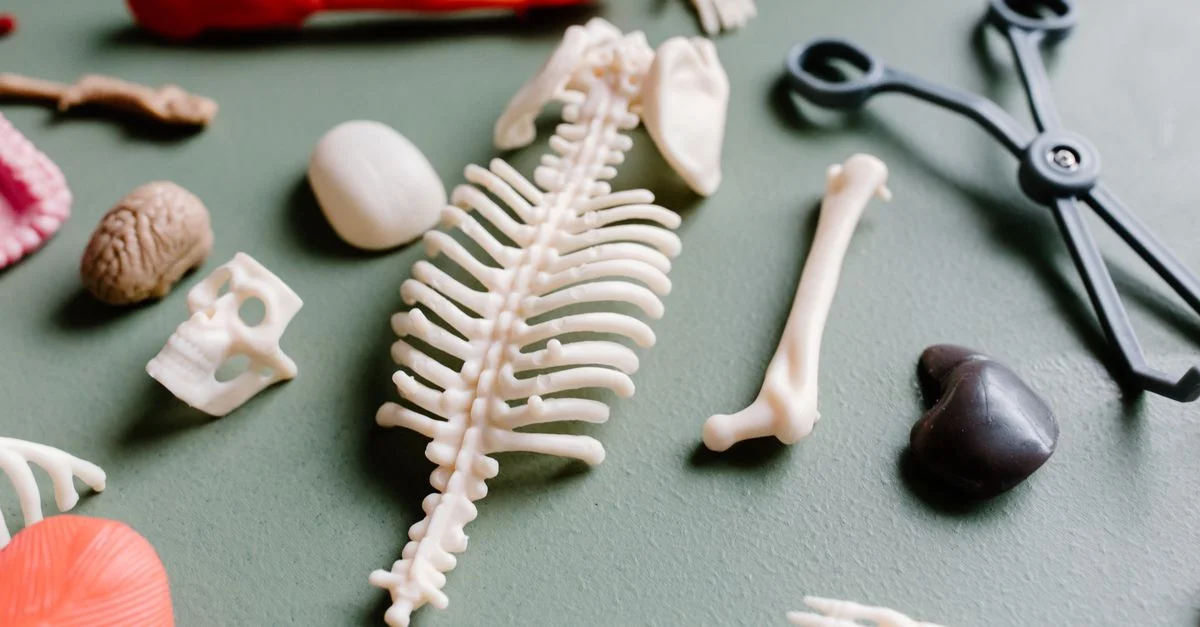 Vue de dessus de modèles anatomiques et d'instruments médicaux sur une surface verte.